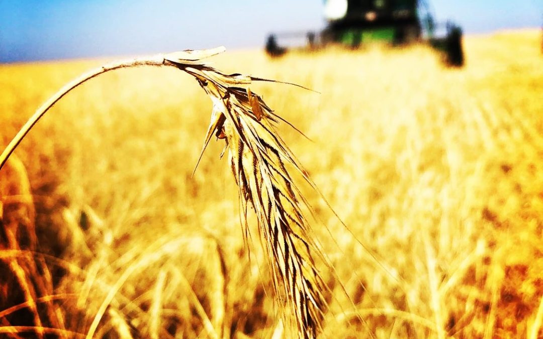 La Rotación de Cultivos: El Corazón de la Agricultura Ecológica en Antenoria